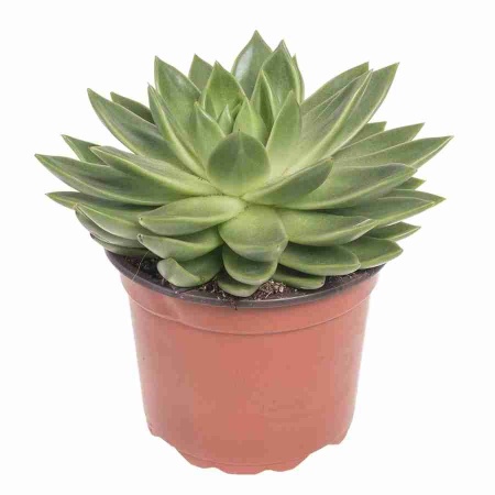 Эхеверия Элеганс