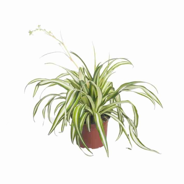 Хлорофитум Лаксум