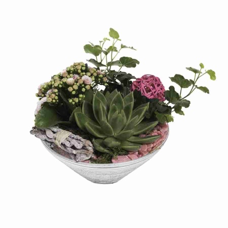 Эхеверия Агавоидес фото