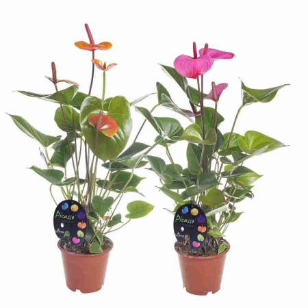 Антуриум андрианум Пикассо Принт