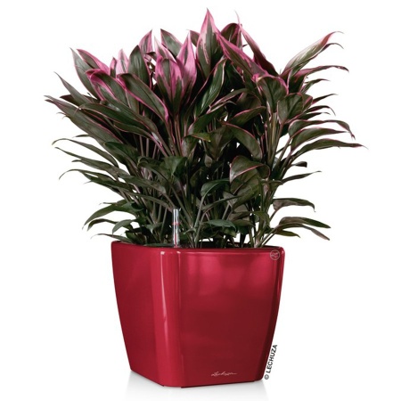 Кашпо Lechuza Quadro LS