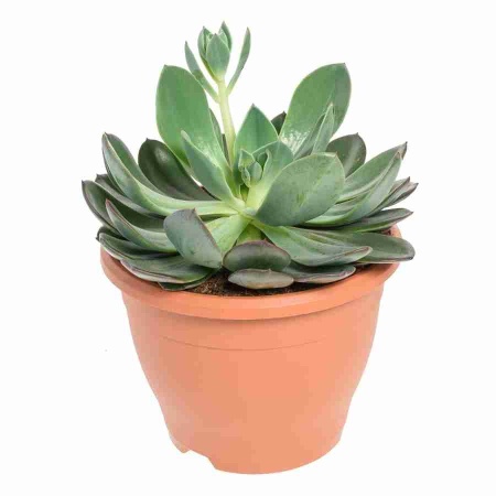 Эхеверия Сильвер Квин