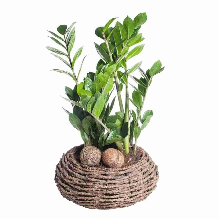 Замиокулькас фото