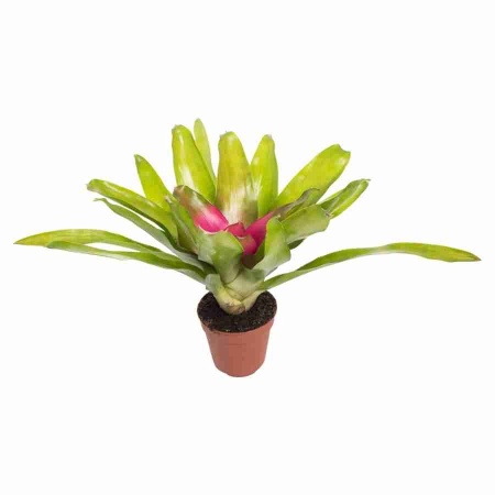 Неорегелия Пинк Сенсейшен