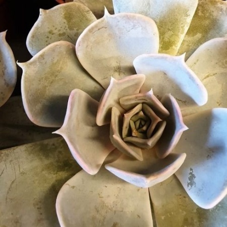 Эхеверия Криспата фото