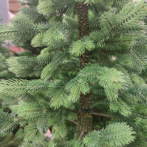 Ель искусственная Королева Тянь-Шаня