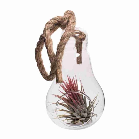 Тилландсия атмосферная Голова медузы в стекле