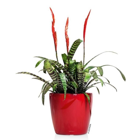 Кашпо Lechuza Classico LS