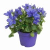 Кампанула изофилла махровая синяя