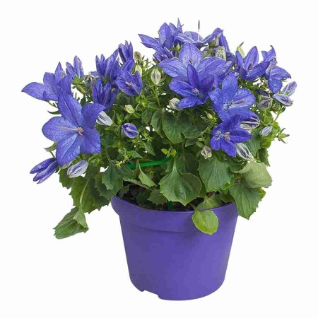 Кампанула изофилла махровая синяя