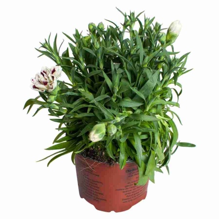 Гвоздика Оскар бело-красная