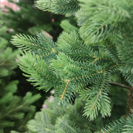 Ель искусственная Королева Тянь-Шаня