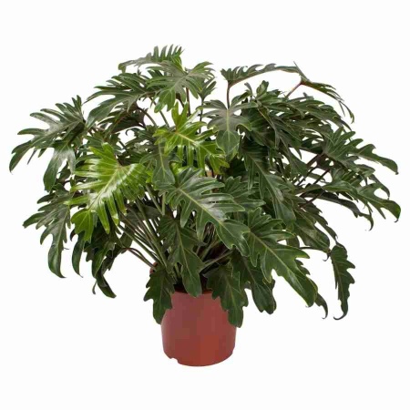 Филодендрон Ксанаду