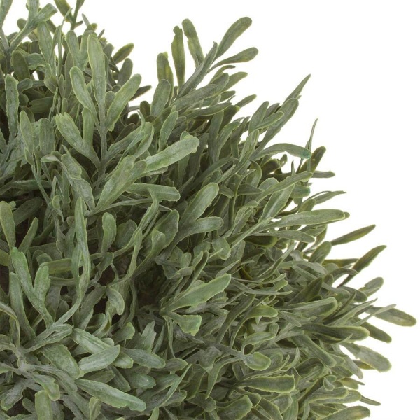 Самшит в кашпо