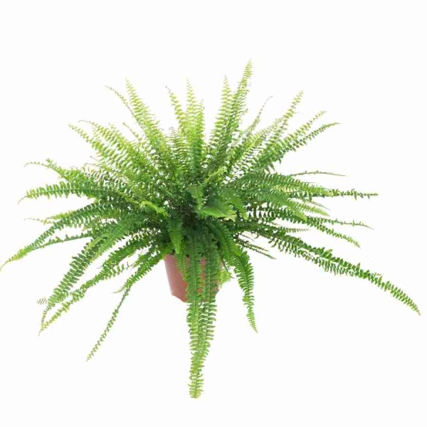 Нефролепис Грин Леди