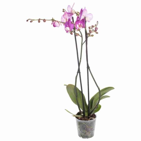 Фаленопсис Андорра 2 ст