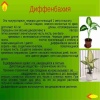 Диффенбахия Тропик Сноу фото