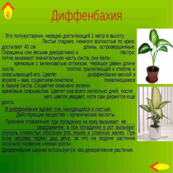 Диффенбахия Тропик Сноу