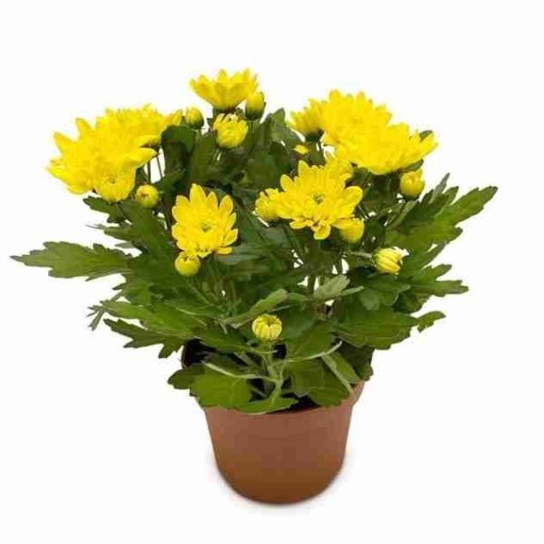 Хризантема Бриз жёлтая