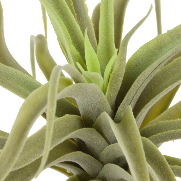 Тилландсия искусственная