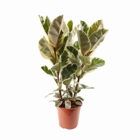 Фикус каучуконосный (эластика) Тинеке 3 ст