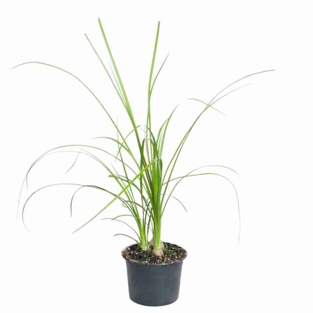 Нолина 3 лук