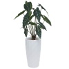 Искусственное растение Алоказия в горшке Vase Rib