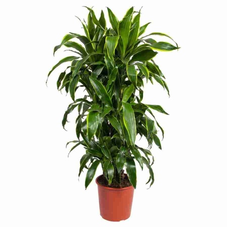 Драцена фрагранс Артуро разветвленная