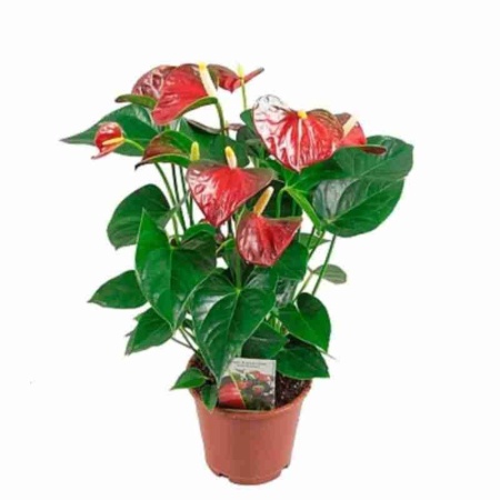 Антуриум Андрианум Сиерра