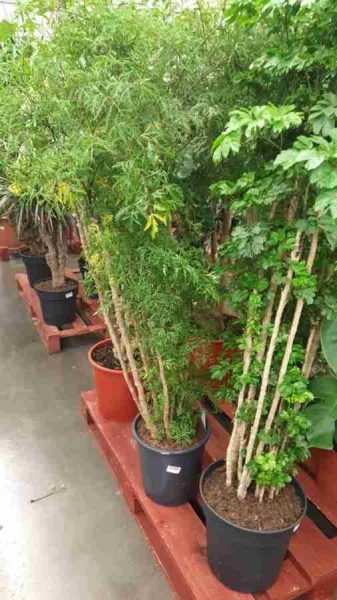 Полисциас Минг 