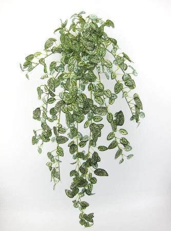 Фиттония ампельная искусственная