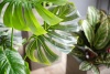 Монстера искусственная