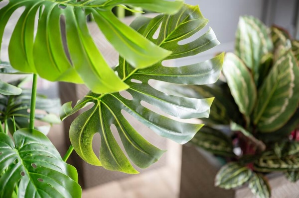 Монстера искусственная