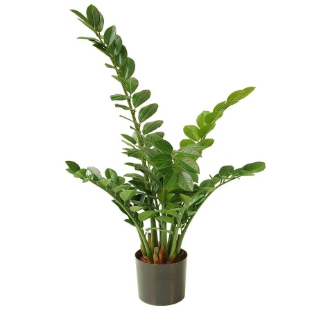 Замиокулькас искусственный