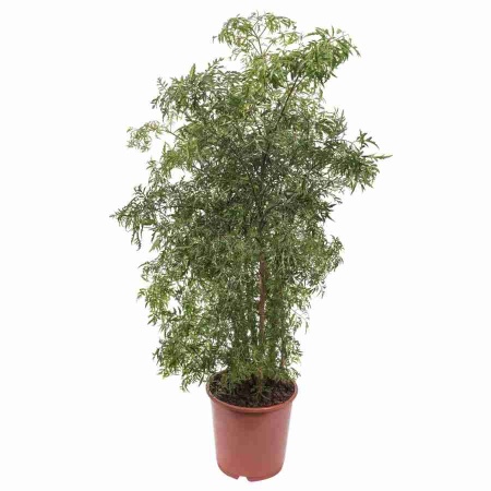 Полисциас Минг 