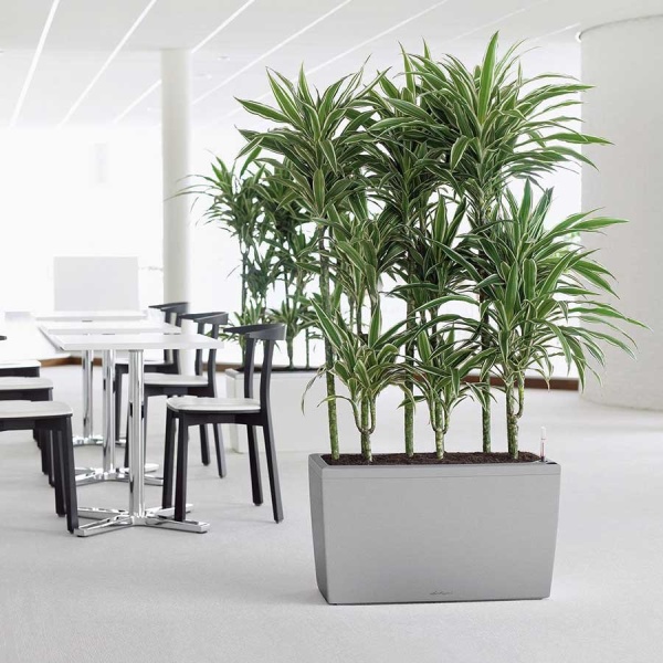 Кашпо Lechuza Cararo