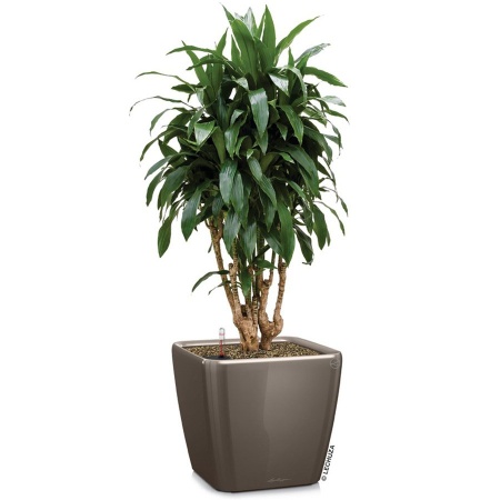 Кашпо Lechuza Quadro LS