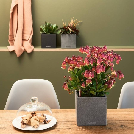 Кашпо Lechuza Canto Stone 14