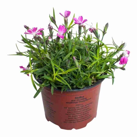 Гвоздика Кахори розовая