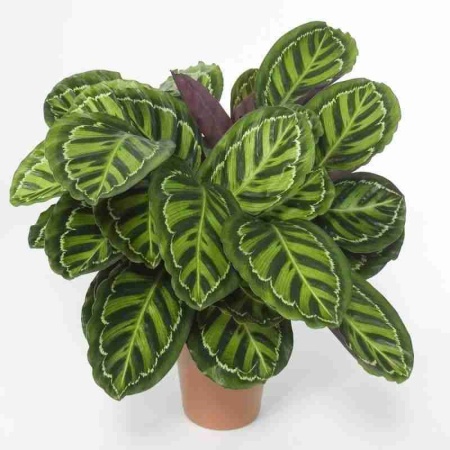 Калатея розиопикта фото