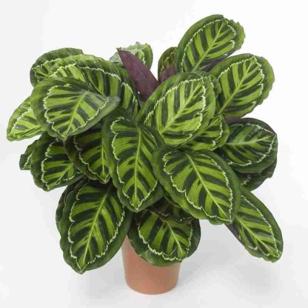 Калатея розиопикта