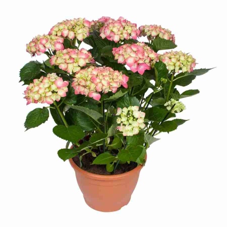 Гортензия Лейхфейер