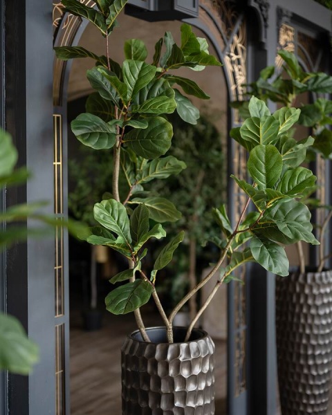 Фикус Лирата искусственный