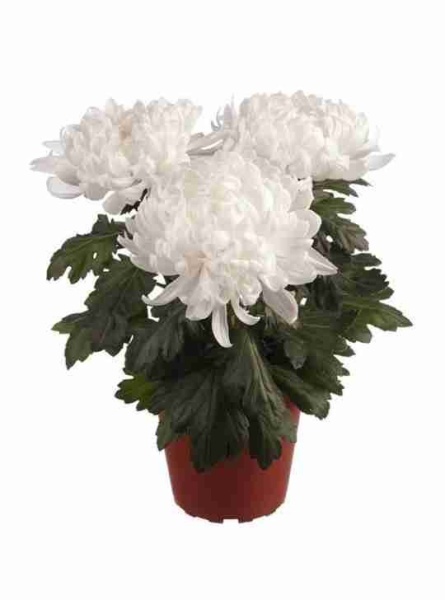 Хризантема зембла белая