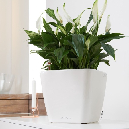 Кашпо Lechuza Quadro LS