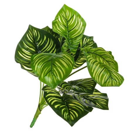 Диффенбахия искусственная