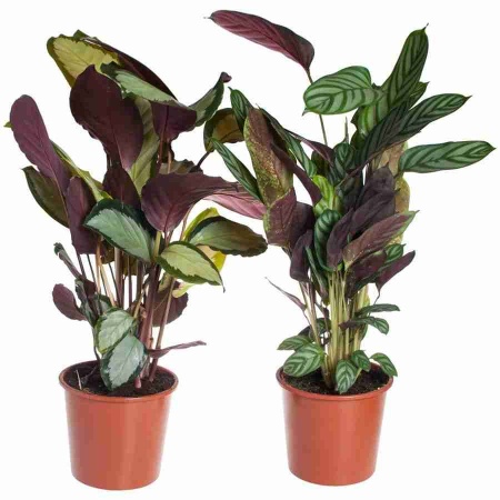 Калатея Микс