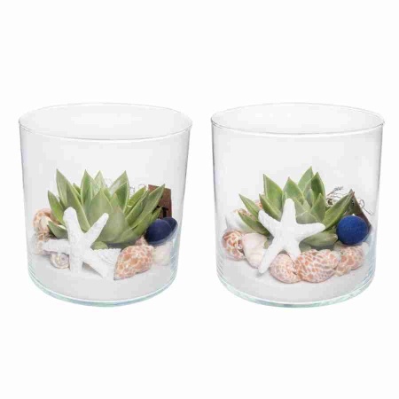 Эхеверия Агавоидес