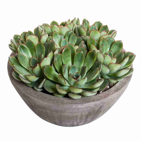 Эхеверия Пелуцида