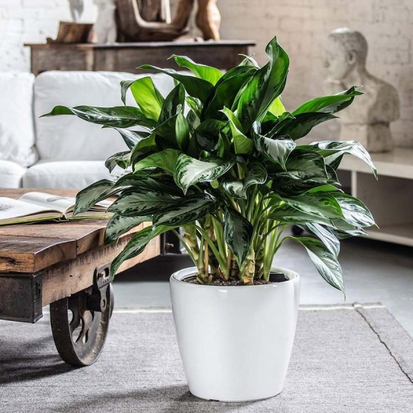 Кашпо Lechuza Classico LS